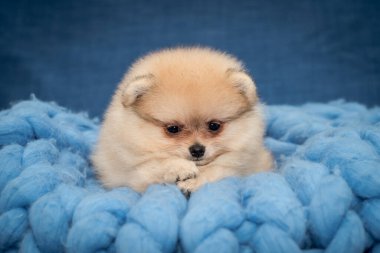 Mavi battaniyeye uzanmış fotoğraflara poz veren sevimli bir köpek. (Pomeranya tükürüğü)