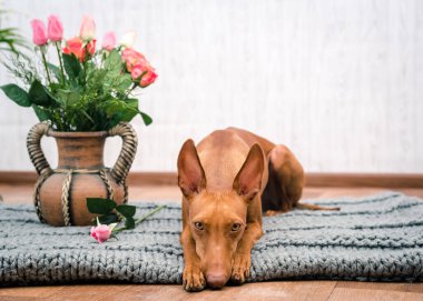 A little and cute doggie sitting on the carpet and posing for photos with some flowers in the vase clipart