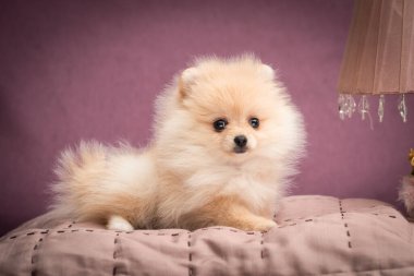  Küçük ve çok şirin bir köpek yavrusu battaniyeye uzanıp kameraya bakıyor.