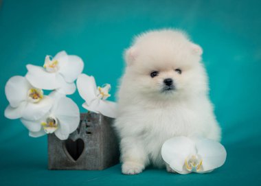 Küçük ve pofuduk sevimli bir köpek yavrusu kameraya bakıyor ve yanındaki vazoda beyaz çiçekler olan fotoğraflar için poz veriyor.)