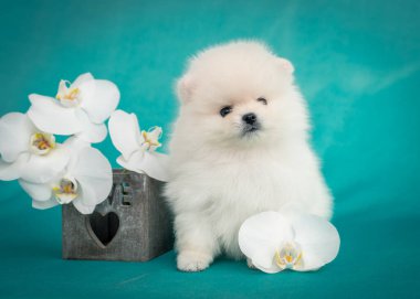 Yanındaki vazoda beyaz çiçekler olan fotoğraflara poz veren tüylü, sevimli bir köpek yavrusu.)