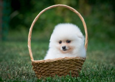 Parktaki sepetin içinde poz veren tüylü bir köpek yavrusu.