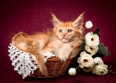 Küçük ve çok tüylü bir kızıl kedi yanında çiçeklerle sepette yatar ve kırmızı arkaplanlı fotoğraflara poz verir.