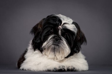 Küçük siyah beyaz bir kız, çok utangaç ve fotoğraf için poz vermeye çalışıyor. (shih tzu)