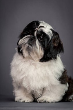 Küçük siyah beyaz bir kız oturuyor, çok utangaç ve fotoğraf için poz vermeye çalışıyor. (shih tzu)