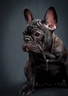 Siyah bir köpek yavrusu oturuyor ve siyah arkaplanlı fotoğraflara poz veriyor.