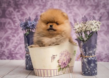 Küçük şirin bir köpek yavrusu beyaz sepetin içinde oturuyor etrafında güzel çiçekler var.