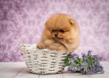 Beyaz sepetin içinde küçük şirin bir köpek yavrusu ve etrafında güzel mor çiçekler.