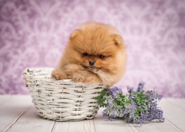 Beyaz sepetin içinde küçük şirin bir köpek yavrusu ve etrafında güzel mor çiçekler.