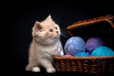 Küçük bir kedi yavrusu renkli ipliklerle oynayacağı zaman çok sevimli görünür.