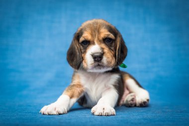 Boynunda mavi bir fiyonk olan küçük, sevimli ve uykulu bir köpek yavrusu fotoğraf için poz veriyor.)
