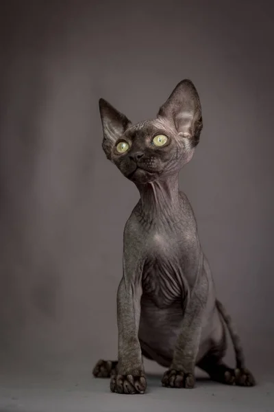 Czarny Ładny Kot Sphynx Który Siedzi Troskliwie Patrzy Kamerę — Zdjęcie stockowe