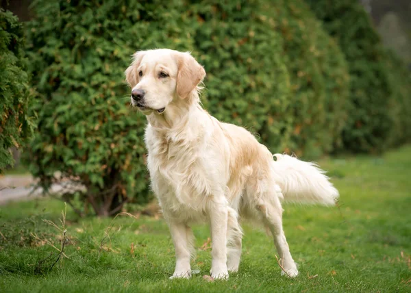 Bir Parça Güzel Bir Köpek Güzel Bir Kürk Rengi Başka — Stok fotoğraf