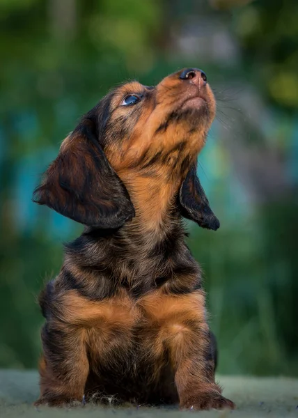 Parkta Oturan Sevimli Güzel Bir Köpek Yavrusu Gökyüzüne Bakıyor Doğanın — Stok fotoğraf
