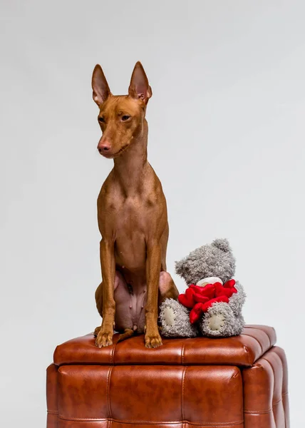 Chien Brun Mignon Assis Sur Une Chaise Brune Posant Pour — Photo