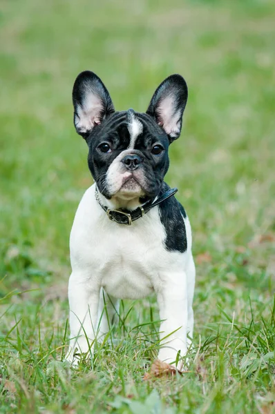 Cão Bonito Preto Branco Campo Olhando Diretamente Para Câmera Apenas — Fotografia de Stock