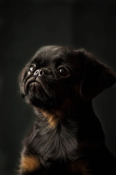 Cute Picture Beautiful Little Black Puppy Posing Photo Black Background — Stock Photo, Image