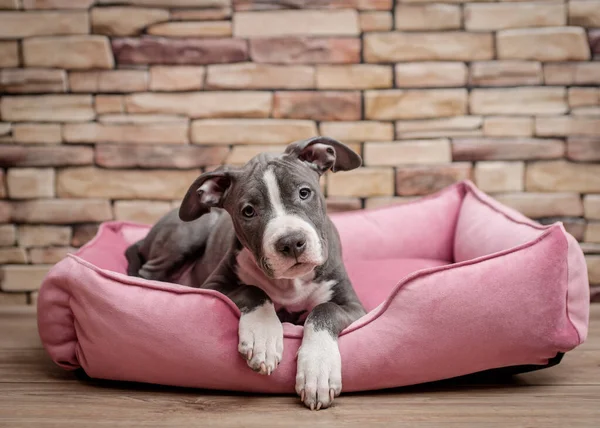 Filhote Cachorro Bonito Que Coloca Sofá Cão Rosa Posando Para — Fotografia de Stock