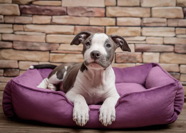 Filhote Cachorro Bonito Que Coloca Sofá Cão Roxo Posando Para — Fotografia de Stock