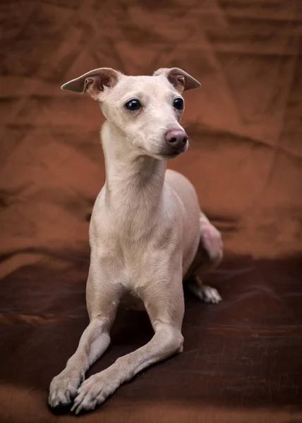 Cachorrinho Branco Bonito Sentado Cobertor Marrom Olhando Para Algum Lugar — Fotografia de Stock