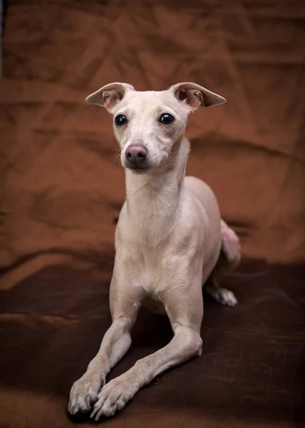 Cachorrinho Branco Bonito Sentado Cobertor Marrom Olhando Diretamente Para Câmera — Fotografia de Stock