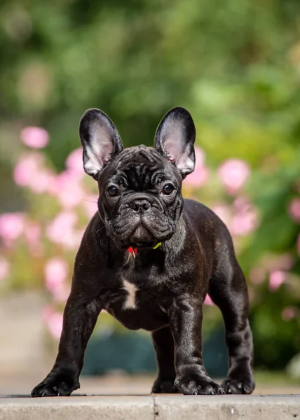 Cute Black Puppy Beautiful Fur Wearing Red Collar Chilling Park — ストック写真