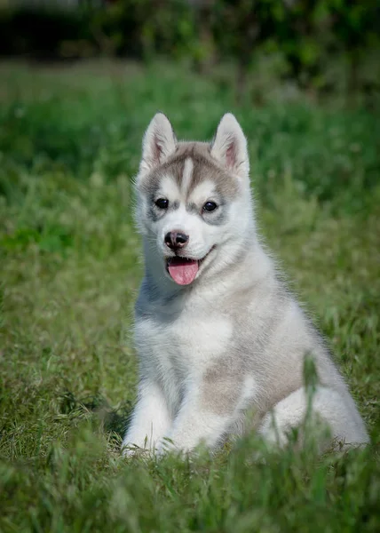 Gülümseyen Sabahın Erken Saatlerinde Parkta Oturan Mutlu Görünümlü Bir Köpek — Stok fotoğraf