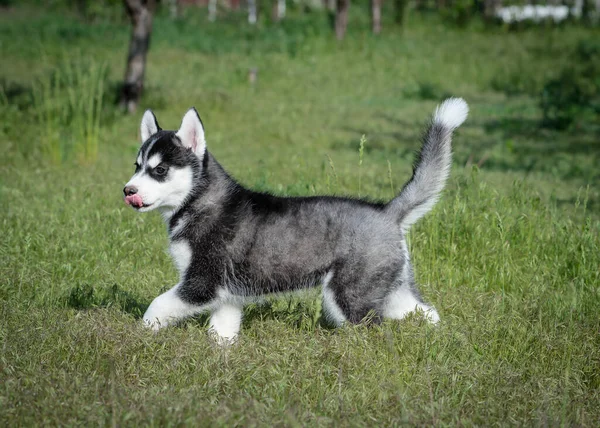 Een Vrolijk Uitziende Kleine Husky Puppy Steekt Zijn Tong Uit — Stockfoto
