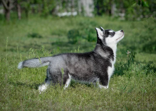 Happy Looking Little Husky Puppy Sticking Out Its Tongue Walking — Stockfoto