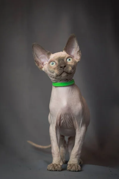 Pequeno Bonito Gato Sphynx Sentado Vestindo Bela Coleira Verde Seu — Fotografia de Stock