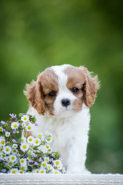 一只小小的可爱的小狗坐在公园里 旁边有一些小小的美丽的花朵 — 图库照片