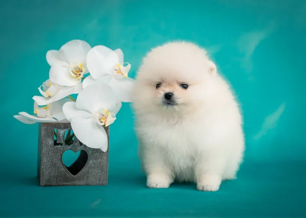 Little Very Fluffy Cute Puppy Posing Photos Some White Flowers — стоковое фото