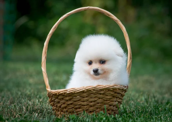 Little Very Fluffy Puppy Sitting Basket Park Posing Photos — Stock Photo, Image