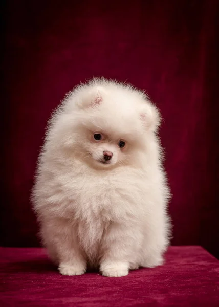 少しと非常にふわふわの白い子犬は暗い赤の背景を持つ写真のためにポーズ ポメラニアンSpitz — ストック写真