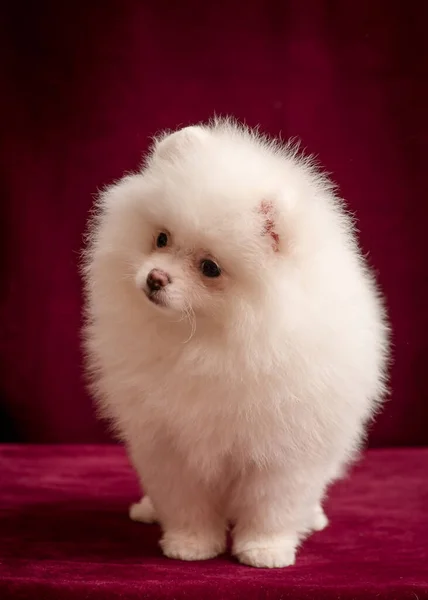 Cachorro Blanco Poco Muy Esponjoso Posando Para Fotos Con Fondo — Foto de Stock