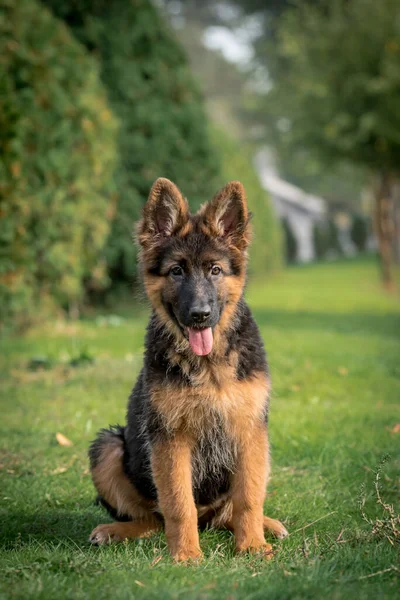 Küçük Tüylü Bir Köpek Parkta Oturuyor Fotoğraf Için Dilini Sokuyor — Stok fotoğraf