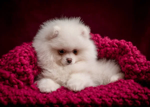 Маленькая Пушистая Белая Собачка Лежала Красивом Фиолетовом Одеяле — стоковое фото