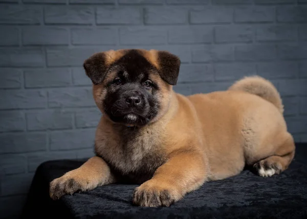 黒い犬が横たわり 灰色の背景を持つ写真のポーズをとっている小さな茶色 — ストック写真