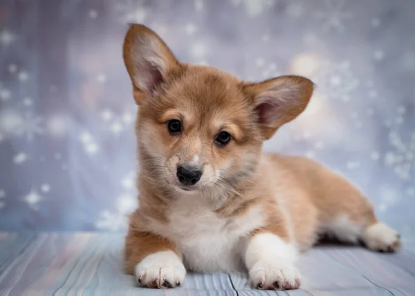 Pequeño Cachorro Lindo Poniendo Posando Para Fotos Con Fondo Azul —  Fotos de Stock