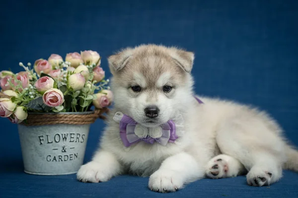 Filhote Cachorro Bonito Sentado Lado Uma Cesta Flores Bonitas Vestindo — Fotografia de Stock