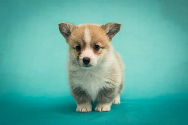 Een Kleine Schattige Puppy Staan Recht Camera Kijken Poseren Voor — Stockfoto