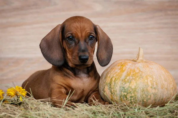Little Cute Puppy Big Ears Sitting Next Pumpkin Little Yellow — Stock Photo, Image