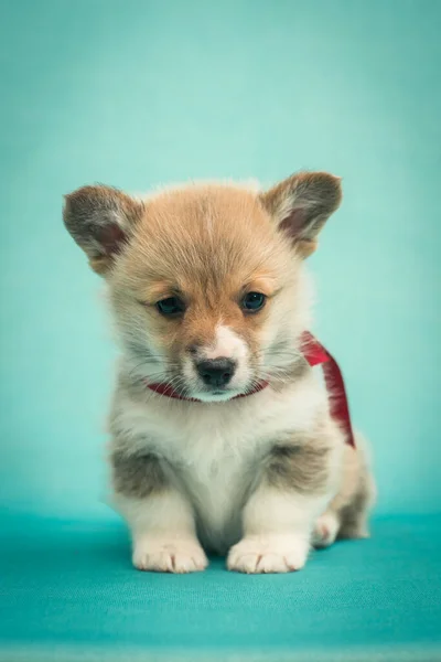 Een Kleine Schattige Puppy Draagt Een Rood Lint Nek Poseert — Stockfoto