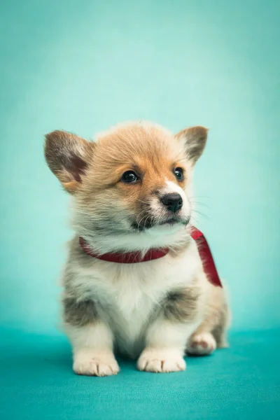 Filhote Cachorro Bonito Vestindo Uma Fita Vermelha Pescoço Olhando Para — Fotografia de Stock