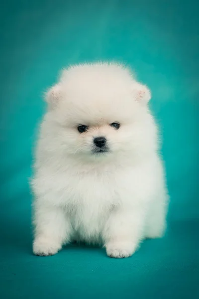 Petit Chiot Blanc Mignon Très Gonflé Assis Posant Pour Des — Photo