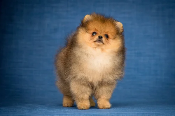 Ένα Μικρό Σκυλάκι Ποζάρει Για Φωτογραφία Μπλε Φόντο Ακριβώς Όπως — Φωτογραφία Αρχείου