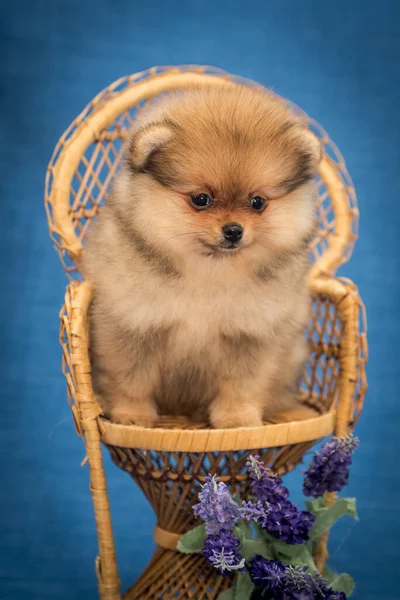 Little Furry Doggie Sitting Chair Some Nice Purple Flowers Front — Stock Photo, Image