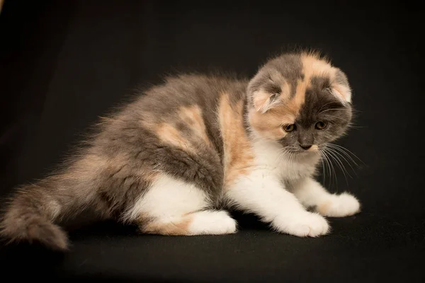 面白い色の毛皮を持つ小さな子猫は非常に遊び心のある気分にいるようです — ストック写真