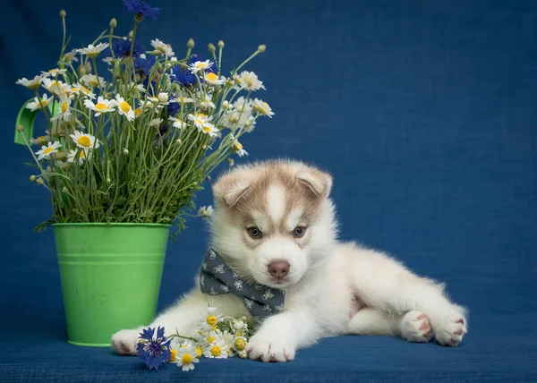 Çiçek Tutan Küçük Bir Köpek Yavrusu Elinde Bir Sepet Papatyayla — Stok fotoğraf