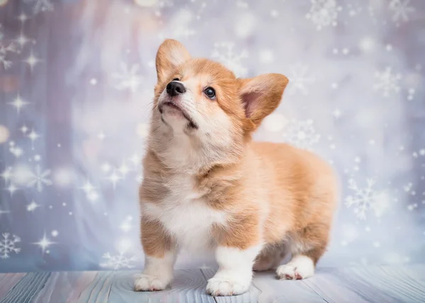 Küçük Bir Köpek Yavrusu Bir Yerlere Bakıyor Parlak Mavi Beyaz — Stok fotoğraf